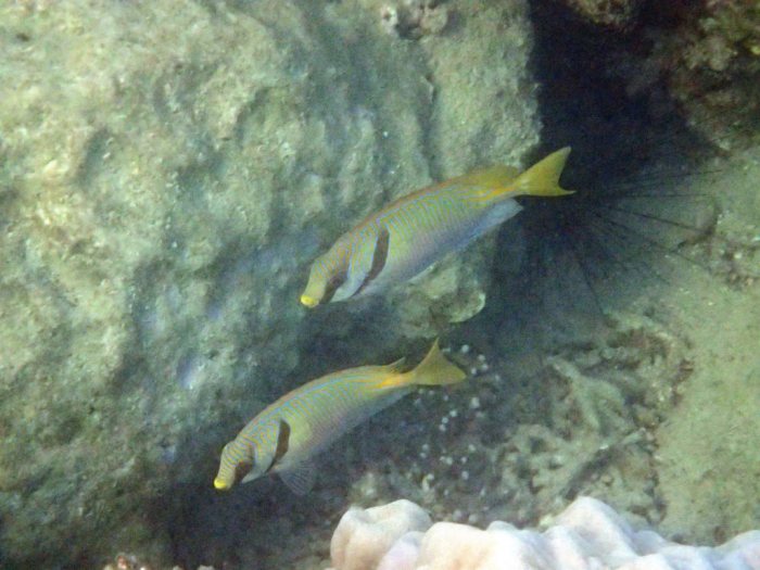 Siganus doliatus