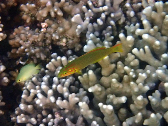 Thalassoma lutescens
