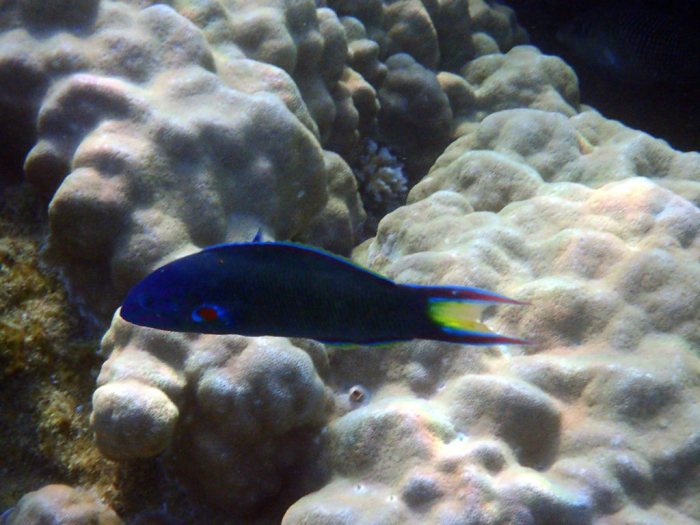 Thalassoma lunare