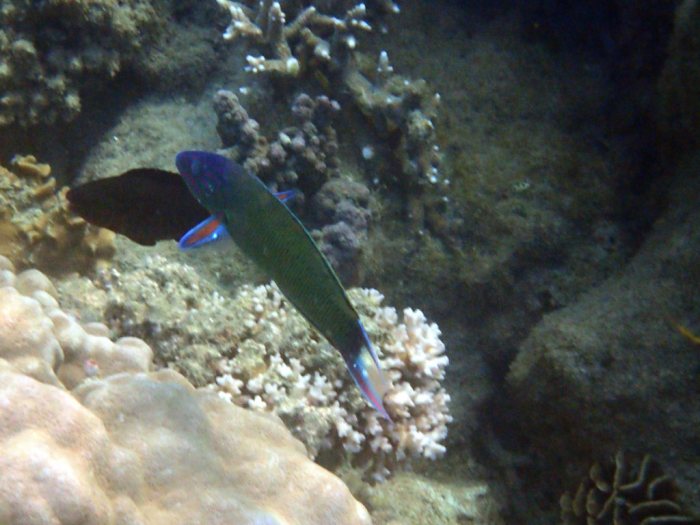 Thalassoma lunare