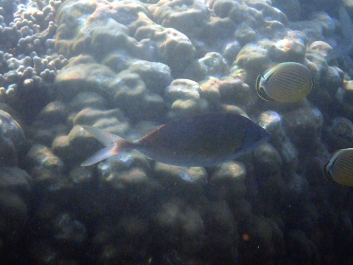 Siganus woodlandi