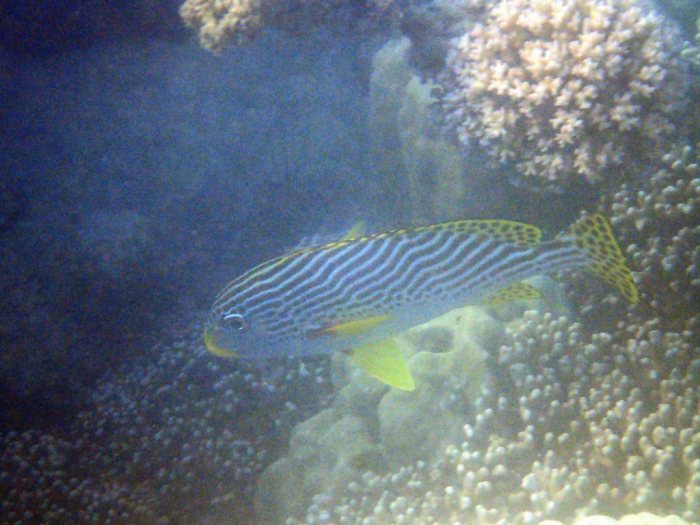 Plectorhinchus lineatus
