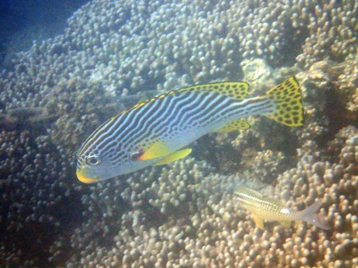 Plectorhinchus lineatus