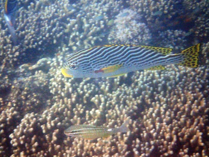 Plectorhinchus lineatus