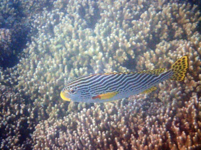 Plectorhinchus lineatus