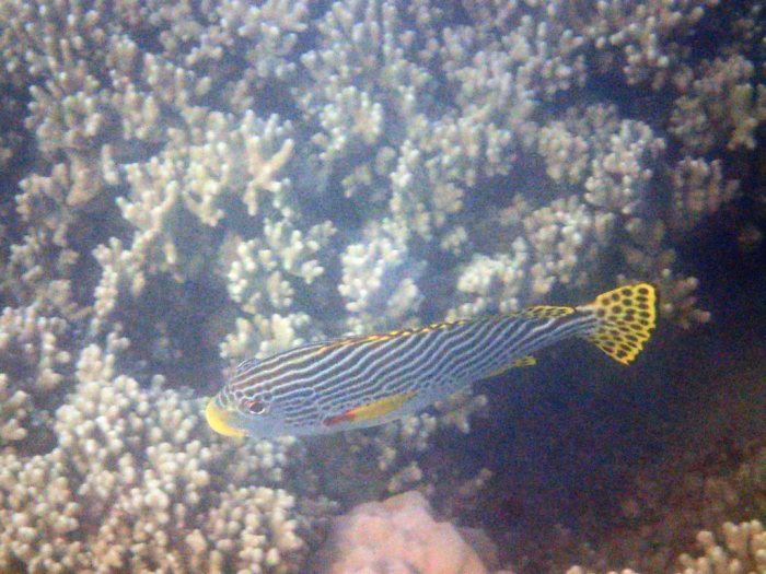 Plectorhinchus lineatus