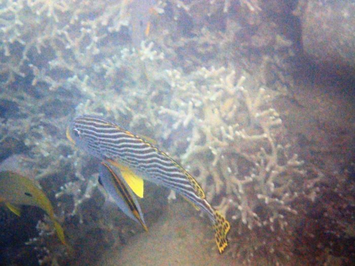 Plectorhinchus lineatus