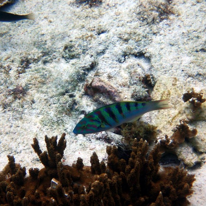 Thalassoma hardwicke