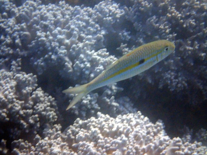 Mulloidichthys flavolineatus