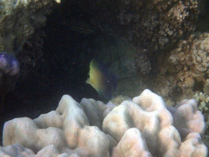 Zebrasoma scopas