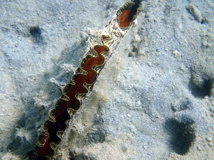 Athrina vexillum