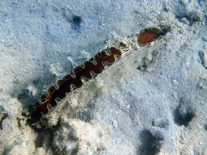 Athrina vexillum