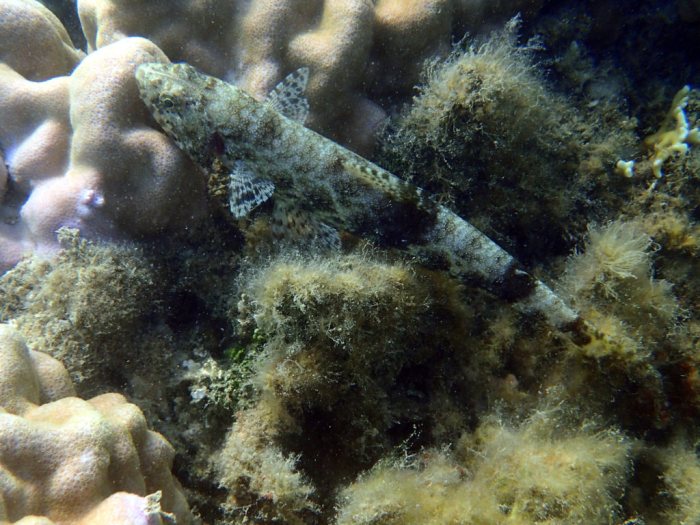 Saurida gracilis