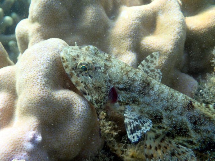 Saurida gracilis