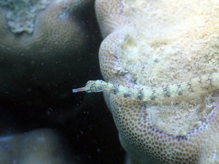 Corythoichthys haematopterus