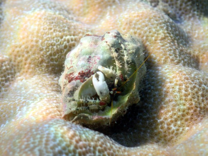 Crabe