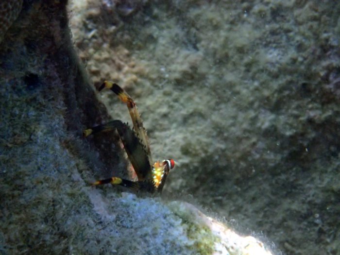 Crabe