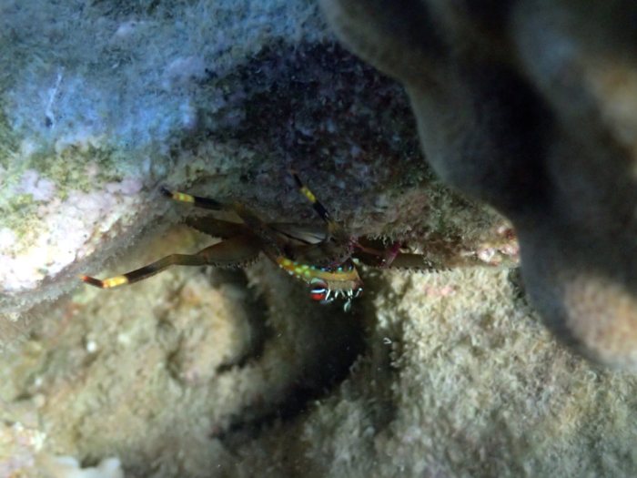 Crabe