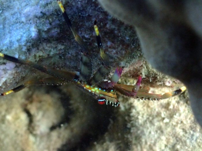 Crabe