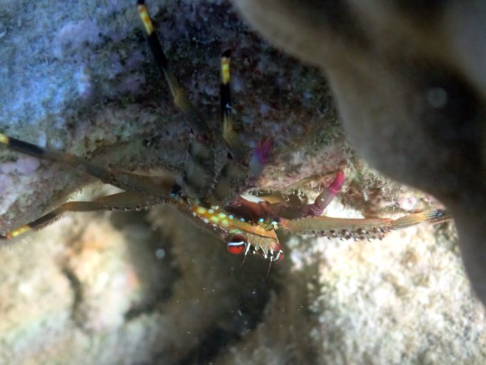 Crabe