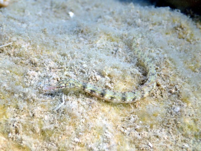 Corythoichthys haematopterus