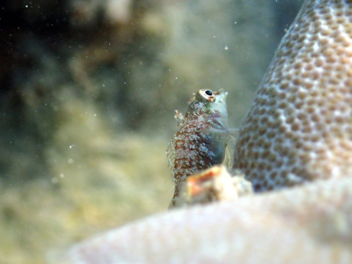 Poisson à trois nageoires