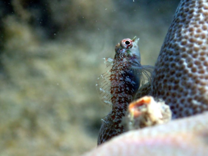 Poisson à trois nageoires