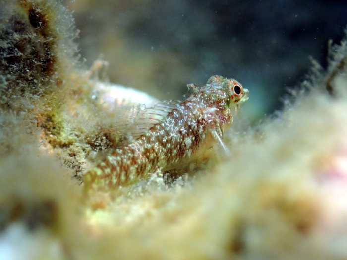 Poisson à trois nageoires