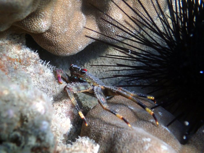 Crabe