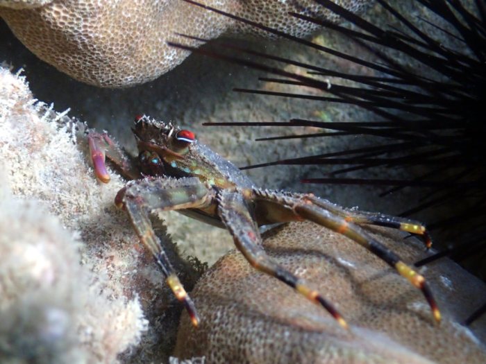 Crabe