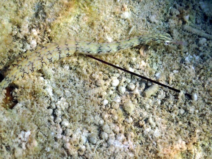 Corythoichthys haematopterus