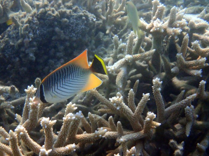 Chaetodon trifascialis