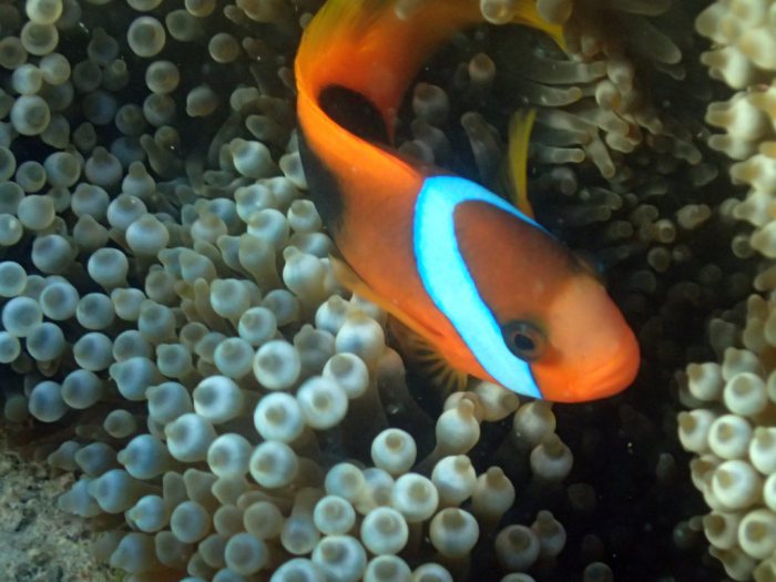 Amphiprion melanopus