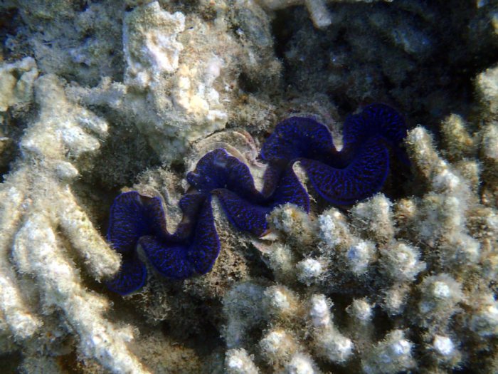 Bénitier