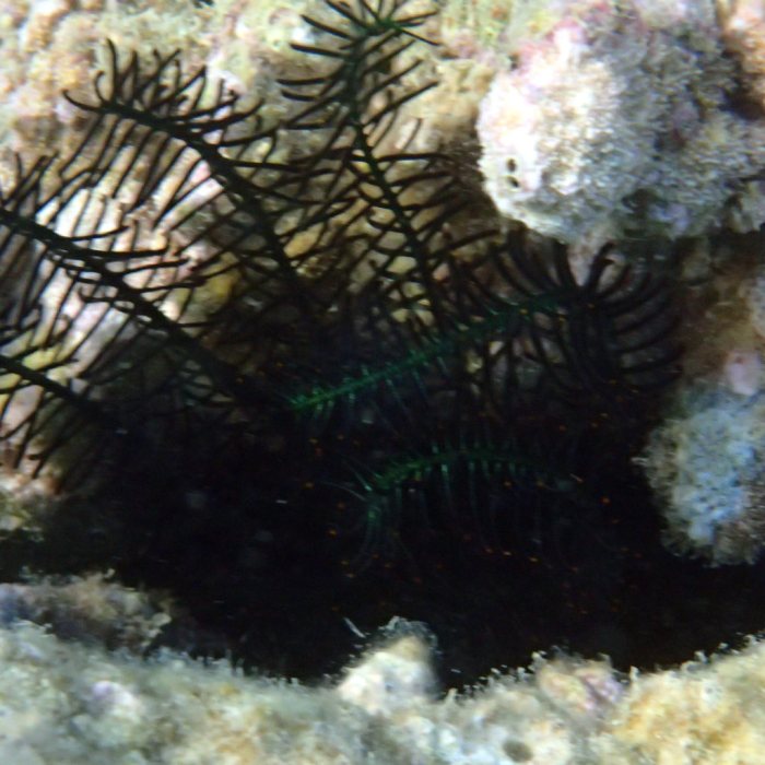 Crinoïde