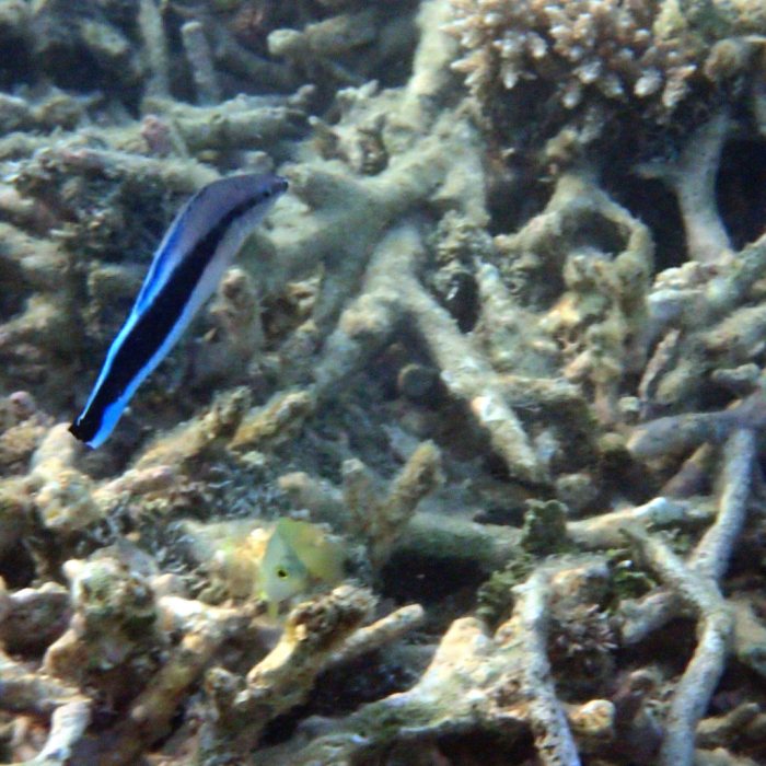 Labroides dimidiatus