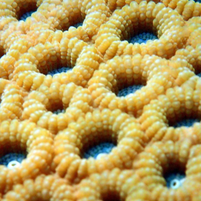 Cnidaires