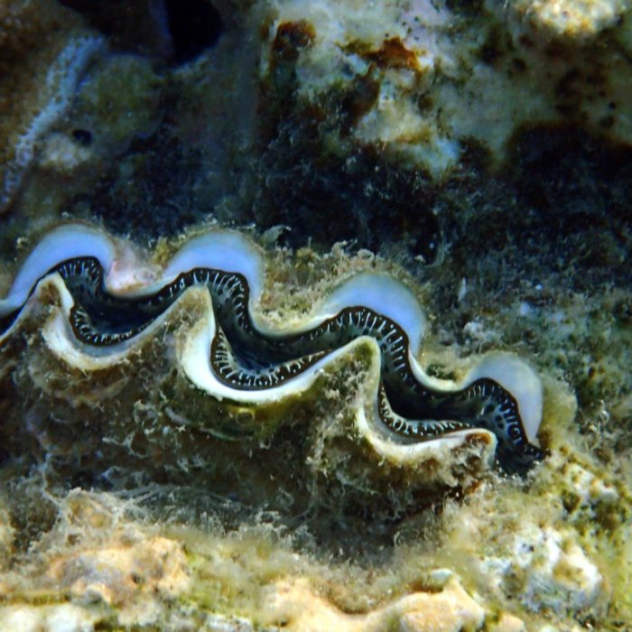 Bénitier