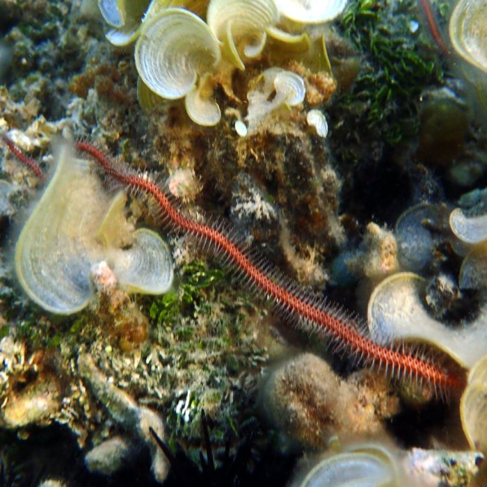 Ophiure