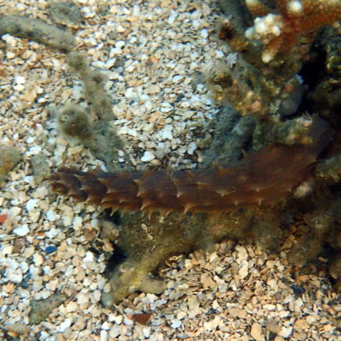 Holothuria (Thymiosycia) hilla