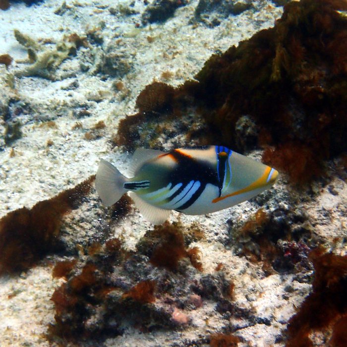 Rhinecanthus aculeatus