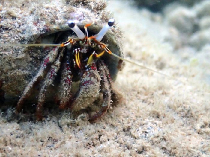 Dardanus lagopodes