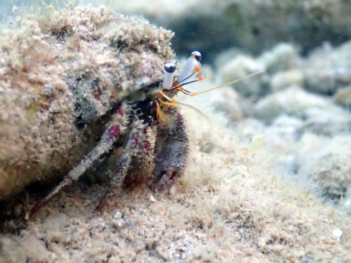 Dardanus lagopodes