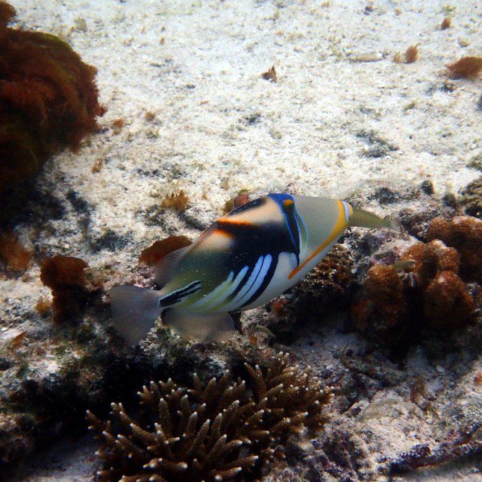 Rhinecanthus aculeatus