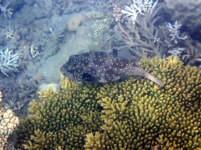 Arothron hispidus