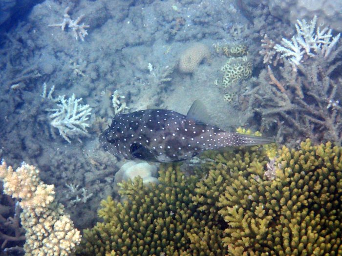 Arothron hispidus