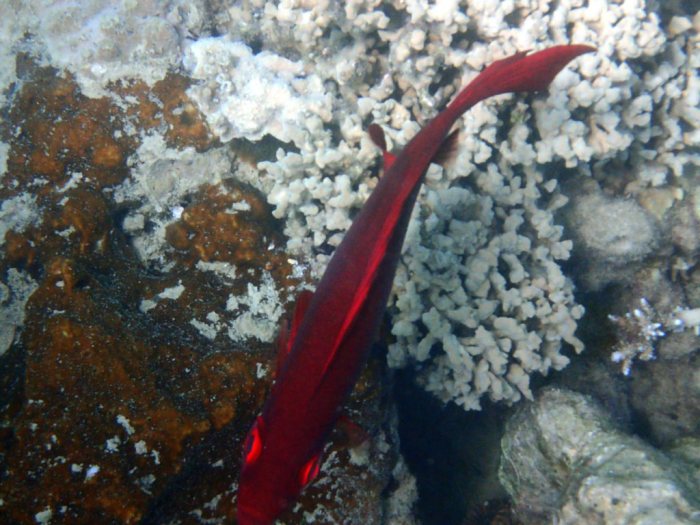 Priacanthus hamrur