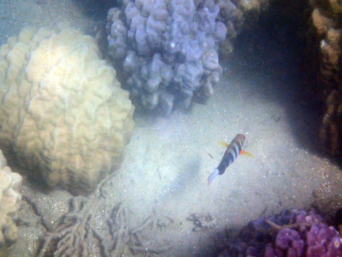 Choerodon fasciatus
