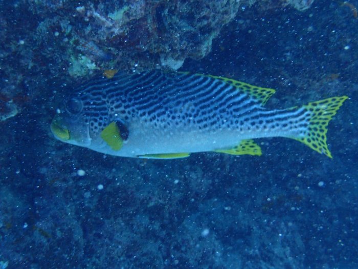 Plectorhinchus lineatus