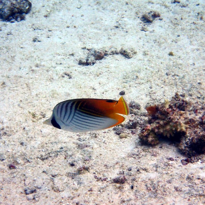 Chaetodon auriga